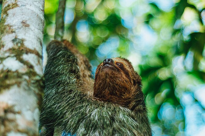 SLOTH PARK ADVENTURE La Fortuna - The extra stop: sugar cane and a cooking activity