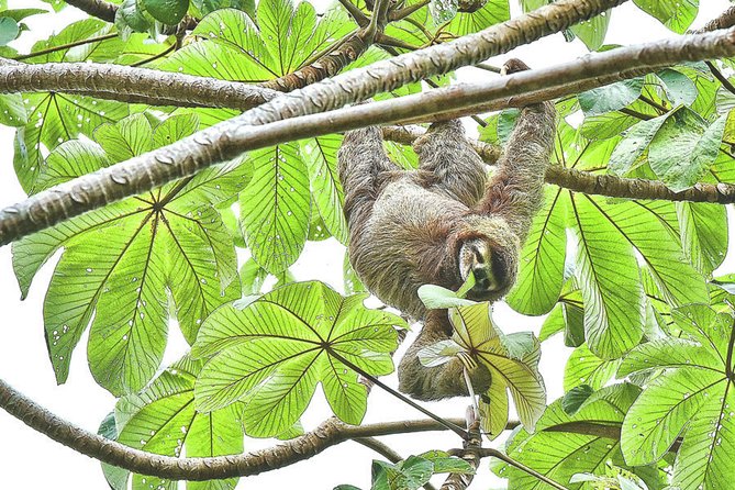 SLOTH PARK ADVENTURE La Fortuna - Is $67 a fair price?