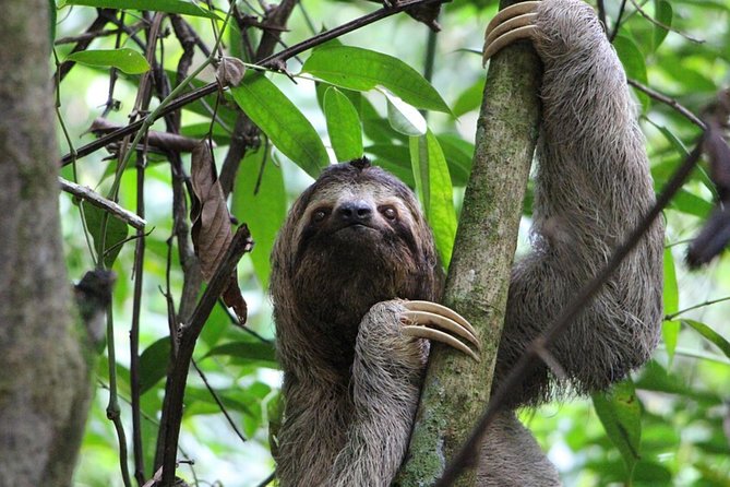 SLOTH PARK ADVENTURE La Fortuna - A few practical cautions