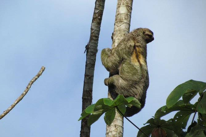 SLOTH PARK ADVENTURE La Fortuna - Why the guide matters