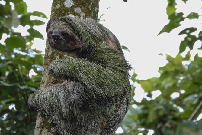 Sloth Tour in La Fortuna and Tortillas Cooking Class - Choosing morning or afternoon