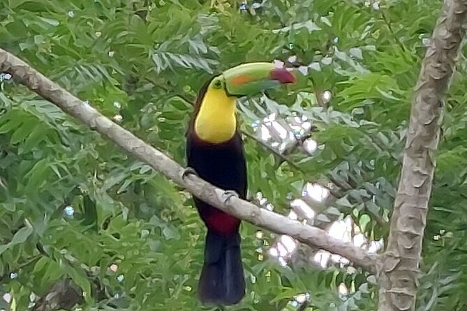Sloths in the Rain Forest and Safari by the River - Two kinds of wildlife watching in one day