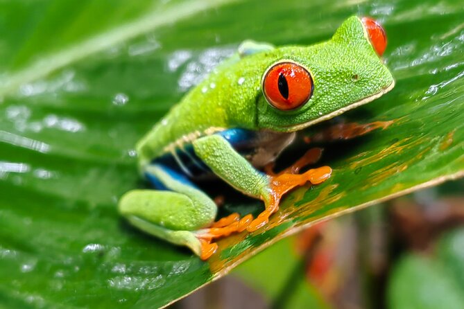 Sloths in the Rain Forest and Safari by the River - A Costa Rican lunch between the two activities