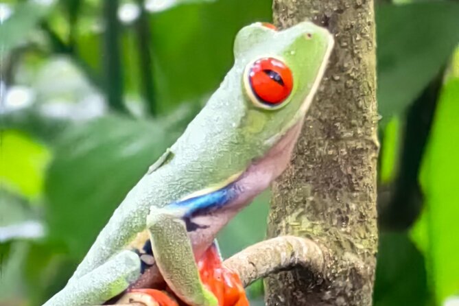 Sloths in the Rain Forest and Safari by the River - Why the private format matters for families