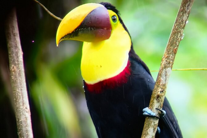 Sloths in the Rain Forest and Safari by the River - Is $165 per person a fair price?