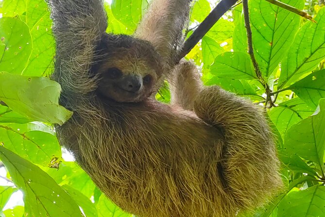 Sloths in the Rain Forest and Safari by the River - Starting from Liberia and reaching the river