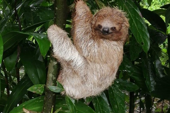 Sloths in their natural habitat & Blue river waterfall - Guides who shape the experience