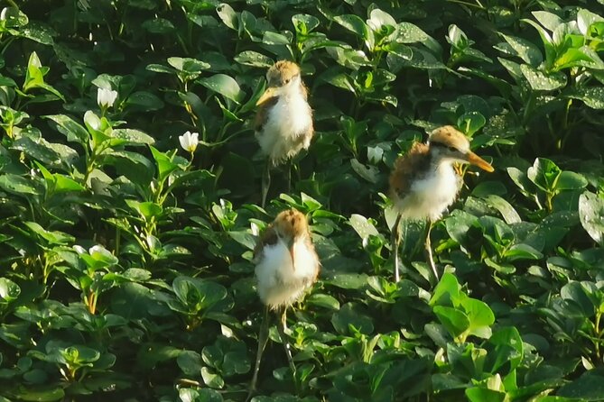 Small Group Tortuguero National Park Canoe Tour - Why the 5:30am start matters