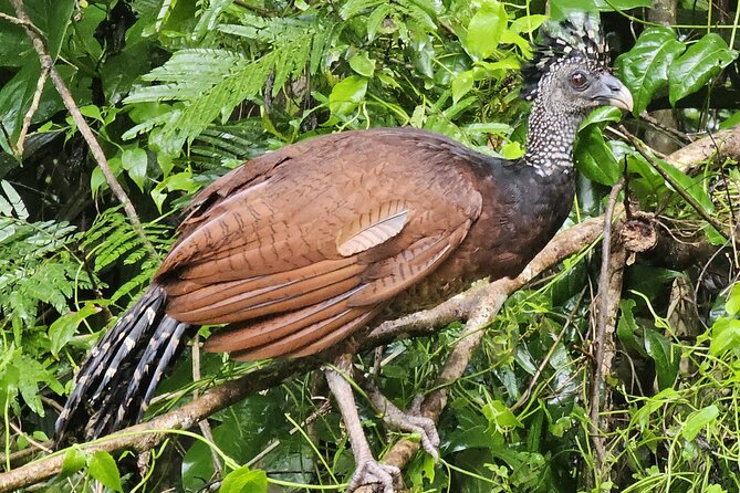 Small Group Tortuguero National Park Canoe Tour - Weather and cancellation rules