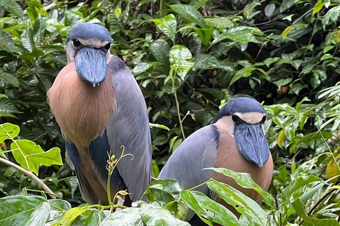 Small Group Tortuguero National Park Canoe Tour - What you may see from the canoe
