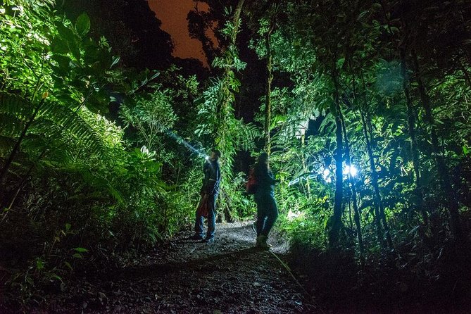 Small-Group Tortuguero National Park Night Walk in Costa Rica - What the Tortuguero Night Looks Like