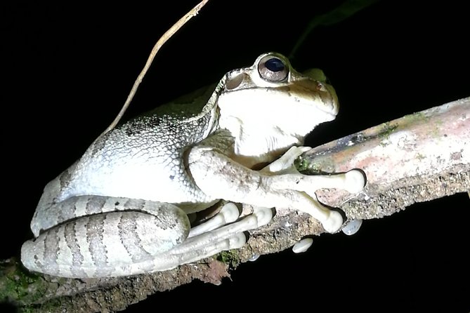 Small-Group Tortuguero National Park Night Walk in Costa Rica - Who Will Enjoy This Walk Most