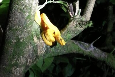 Small-Group Tortuguero National Park Night Walk in Costa Rica