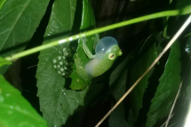 Small-Group Tortuguero National Park Night Walk in Costa Rica - Timing, Group Size, and the Evening Plan