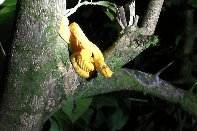 Small-Group Tortuguero National Park Night Walk in Costa Rica - Why a Good Spotter Matters After Sunset