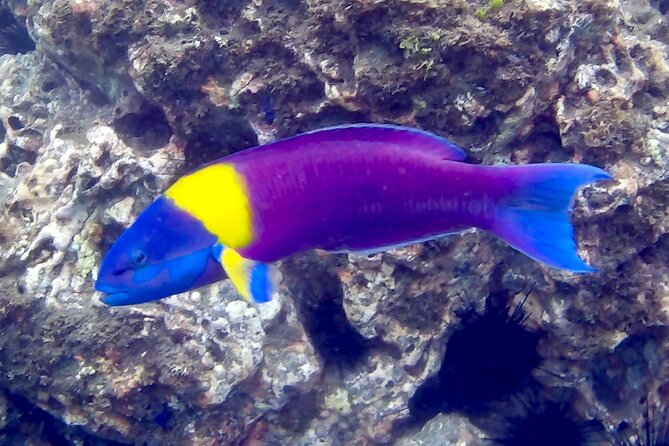 Snorkeling and Cruises - Snorkeling at a secluded area