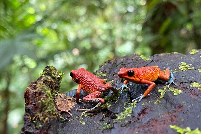 Special Private Waterfalls and Jungle Safari Tour - What $120 per person gets you