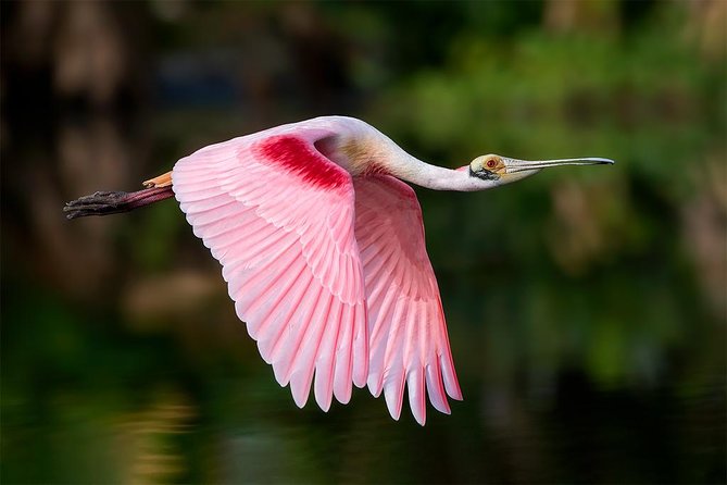 Spectacular Palo Verde Eco-Tour & Blue Zone Adventure - Key points to know before booking