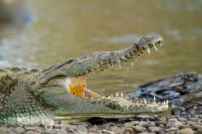 Spectacular Palo Verde Eco-Tour & Blue Zone Adventure - Why the Tempisque River makes this tour worthwhile