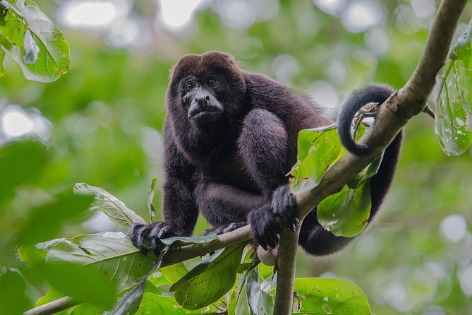 Spectacular Palo Verde Eco-Tour & Blue Zone Adventure - What Pepito and Alejandro add to the morning