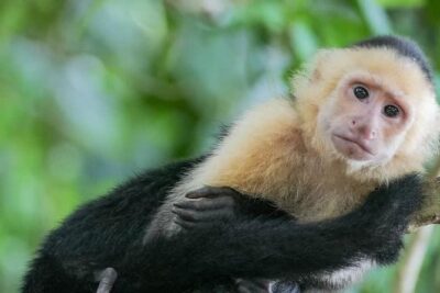 Spectacular Palo Verde Eco-Tour & Blue Zone Adventure