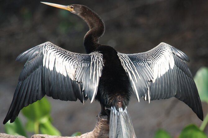 Spectacular Palo Verde Eco-Tour & Blue Zone Adventure - A typical Costa Rican lunch included