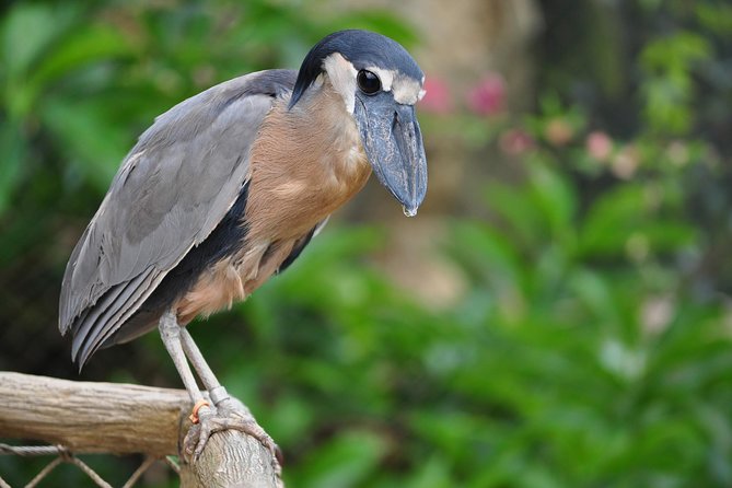 Spectacular Palo Verde Eco-Tour & Blue Zone Adventure - Who should book this Guanacaste excursion?