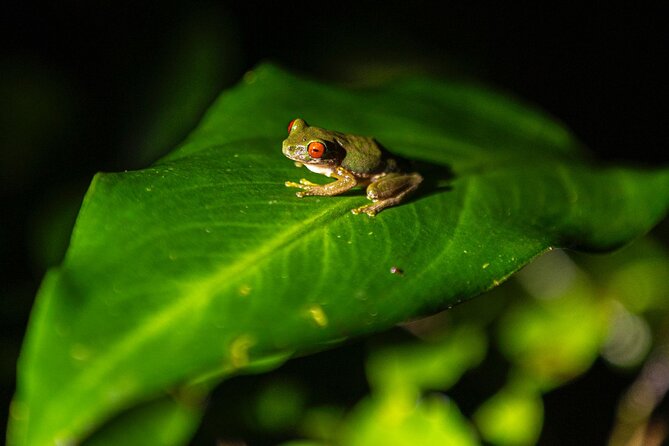 Sunset And Night Walk Guided Tour - Key points to know before you go