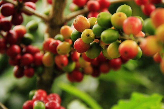 Super Combo Tour: Waterfalls Gardens + Coffee Tour + Poás Volcano - Who will get the most from this tour?