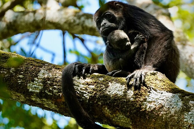Tamarindo Birdwatching Crocodiles and Monkey Tour - Why Tamarindo’s Mangroves Are Worth Your Morning