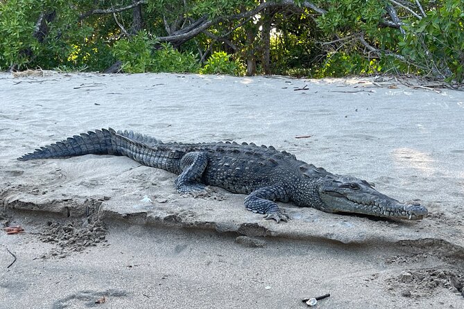 Tamarindo Birdwatching Crocodiles and Monkey Tour - Meeting at 9:30 Near the Tamarindo Park Entrance