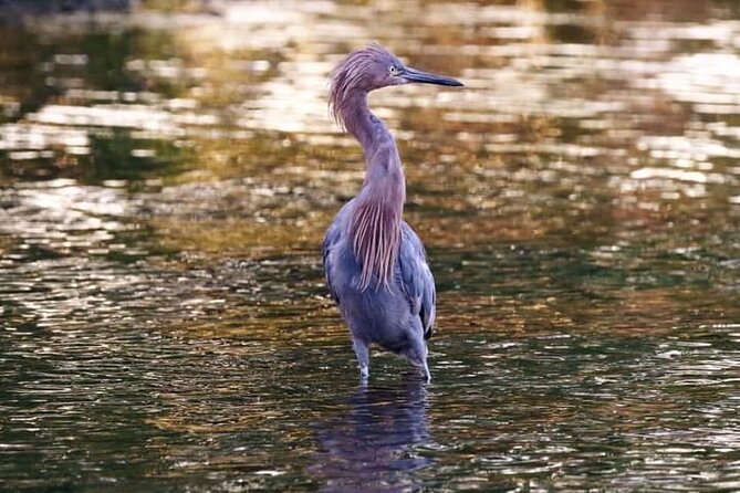 Tamarindo Birdwatching Crocodiles and Monkey Tour - Is $50 a Fair Price?
