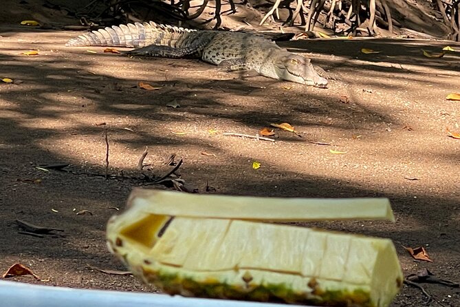 Tamarindo Birdwatching Crocodiles and Monkey Tour - Crocodiles, Monkeys, and the Art of Looking Slowly