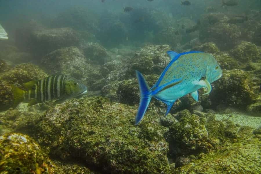 Tamarindo: Guided Snorkeling Tour with Marine Life Spotting - Key points at a glance