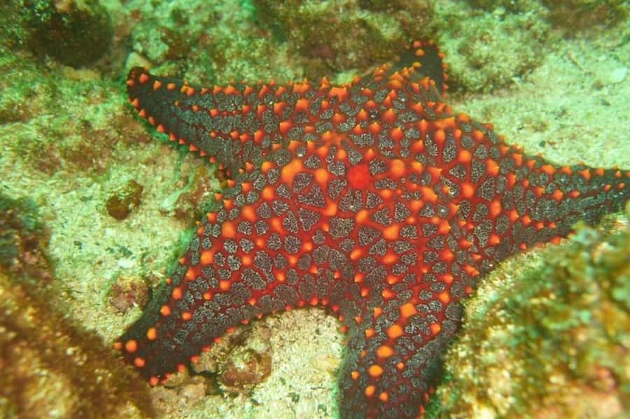 Tamarindo: Guided Snorkeling Tour with Marine Life Spotting - Why the Catalina Islands make this a worthwhile morning