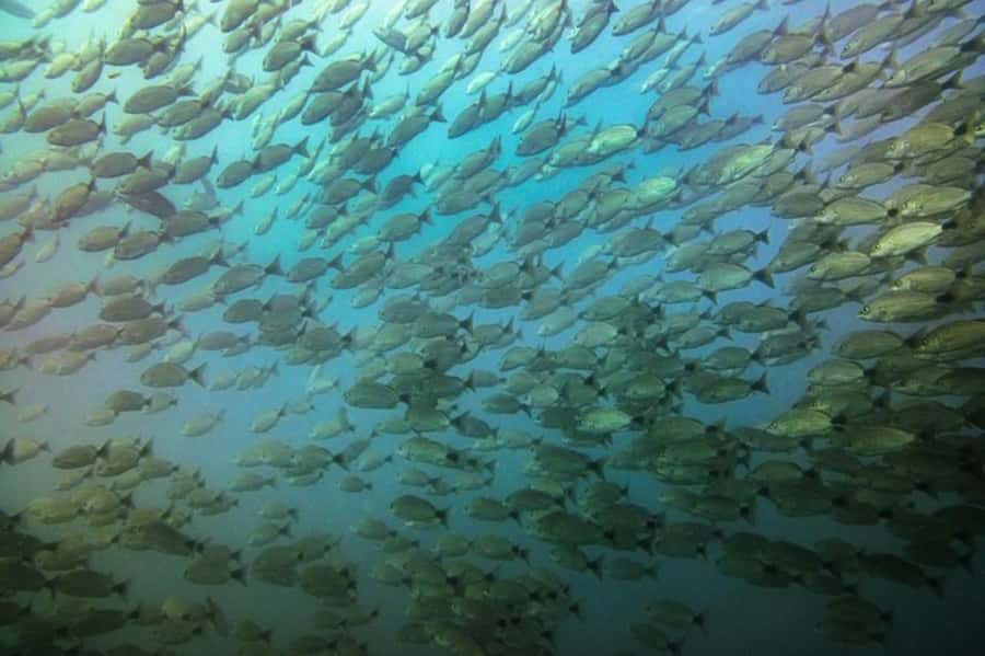 Tamarindo: Guided Snorkeling Tour with Marine Life Spotting - The small boat transfer and 45-minute ride