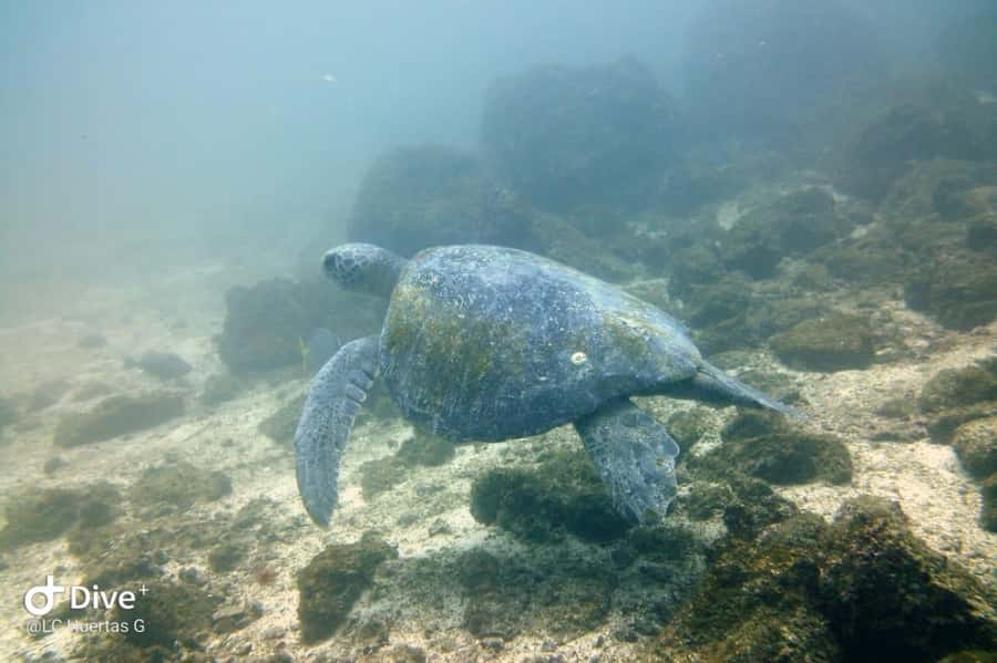 Tamarindo: Guided Snorkeling Tour with Marine Life Spotting - First Catalina Islands snorkeling session