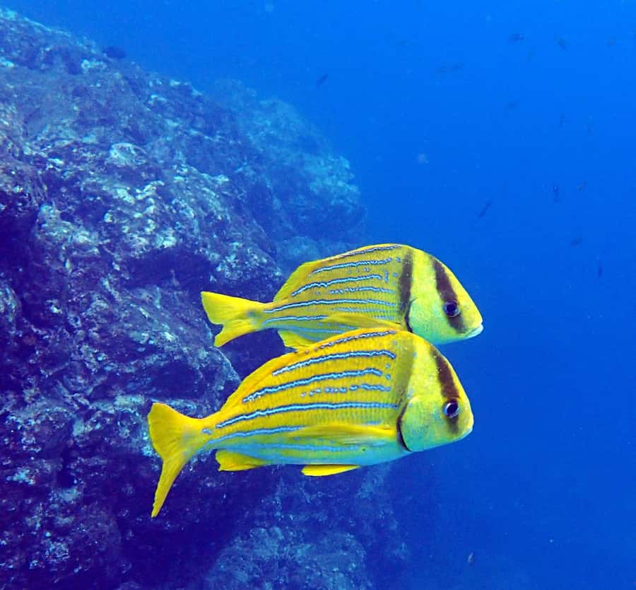 Tamarindo: Guided Snorkeling Tour with Marine Life Spotting - The second 50-minute swim