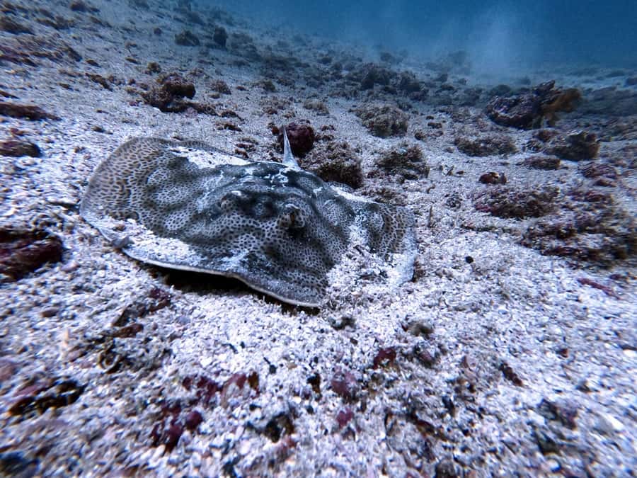 Tamarindo: Guided Snorkeling Tour with Marine Life Spotting - Guide quality and language