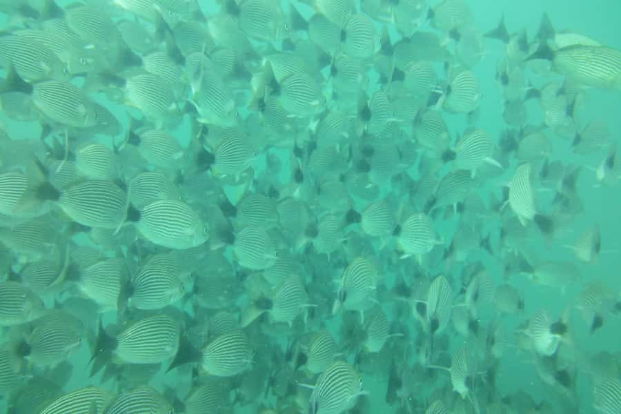 Tamarindo: Guided Snorkeling Tour with Marine Life Spotting - What the $95 price really covers