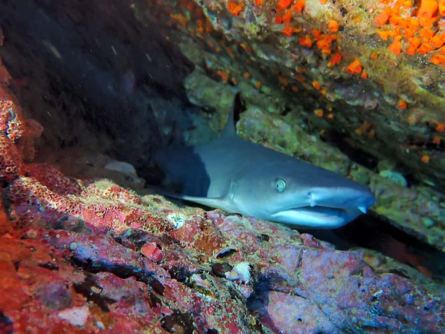 Tamarindo: Guided Snorkeling Tour with Marine Life Spotting - Who will enjoy this most