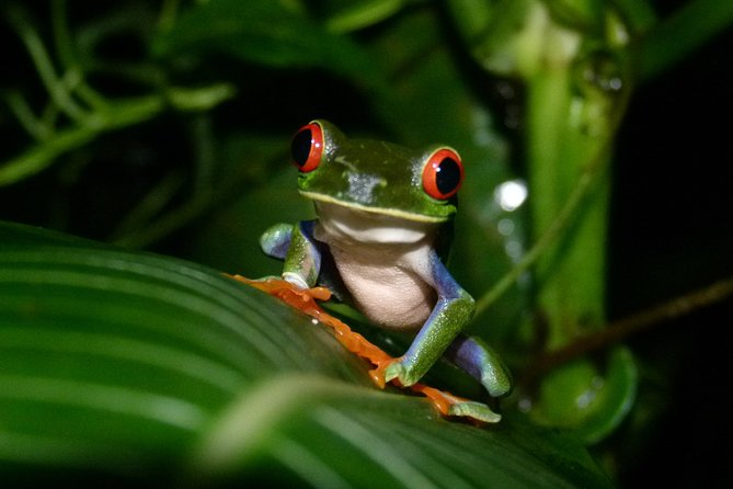 The best of Tortuguero: Canoe, hike and night tour (turtle in Jul-Oct) - Timing, weather, and what to bring