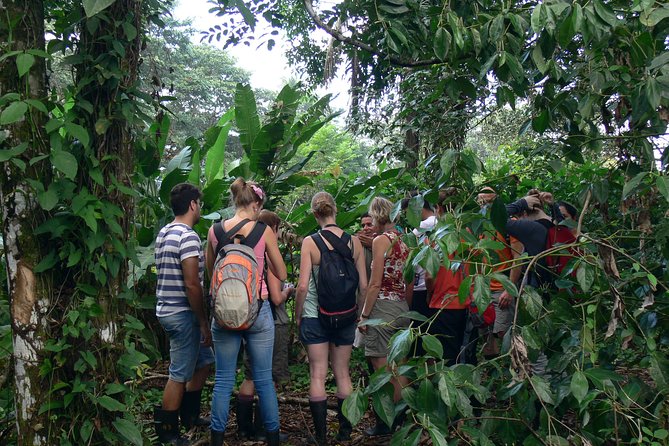 The best of Tortuguero: Canoe, hike and night tour (turtle in Jul-Oct) - Dawn by canoe through Tortuguero National Park