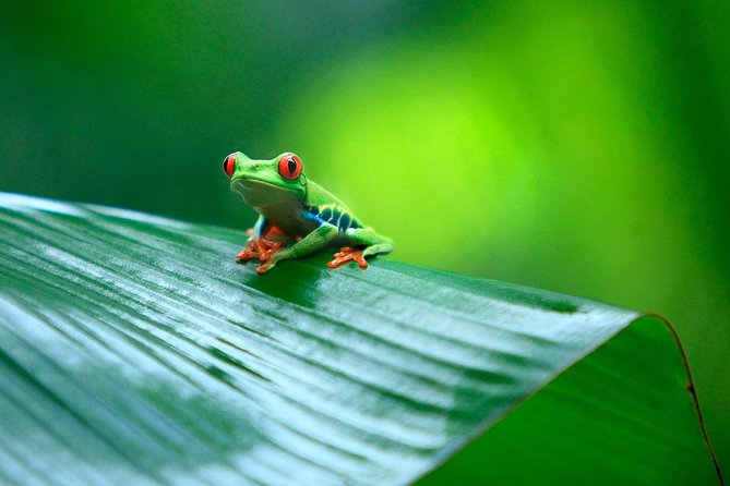 Tortuguero National Park and Canals Day Trip from San Jose - The viewpoint climb can be rewarding, but it is optional in spirit