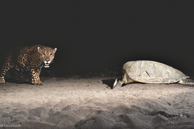 Turtle Nesting night Tour in Tortuguero - Why seeing one turtle can be enough