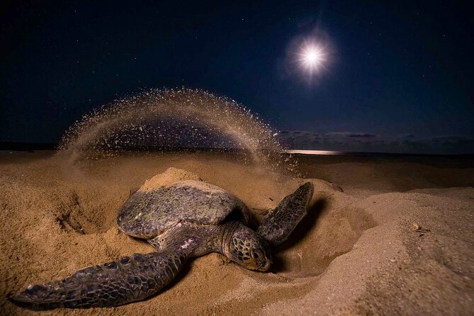 Turtle Nesting night Tour in Tortuguero - The assigned beach sector and the four stages