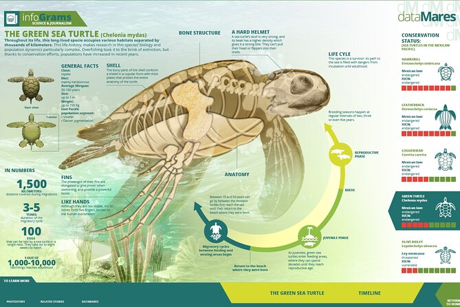 Turtle Nesting night Tour in Tortuguero - Guide quality can shape the evening