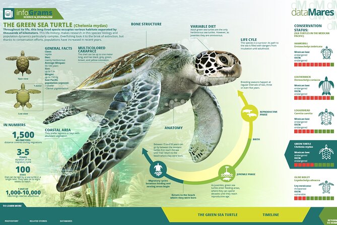 Turtle Nesting night Tour in Tortuguero - When to book and how to handle the season