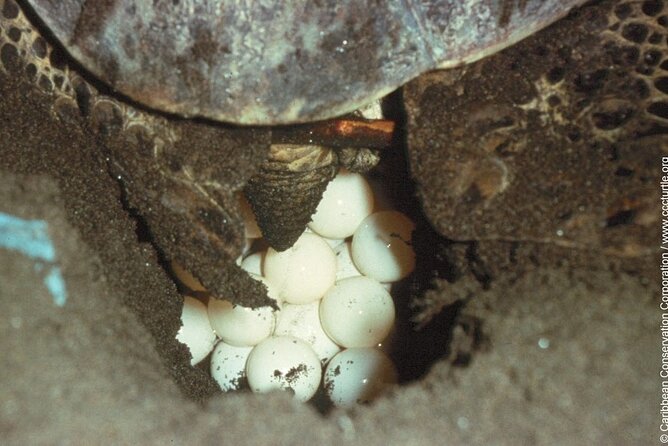 Turtle Nesting night Tour in Tortuguero - Walking from Tortuguero village to the beach