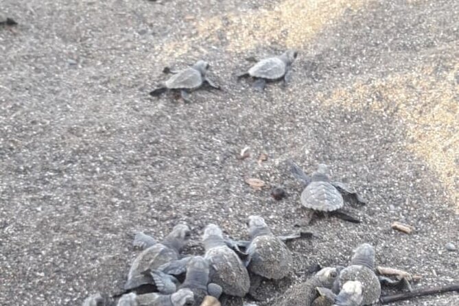 Turtle Nesting Tour - Why this turtle tour feels different from a standard wildlife outing